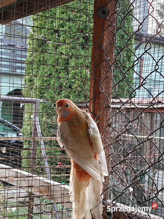 Sprzedam papugi rozella kragen Ptaki Sochaczew sprzedam