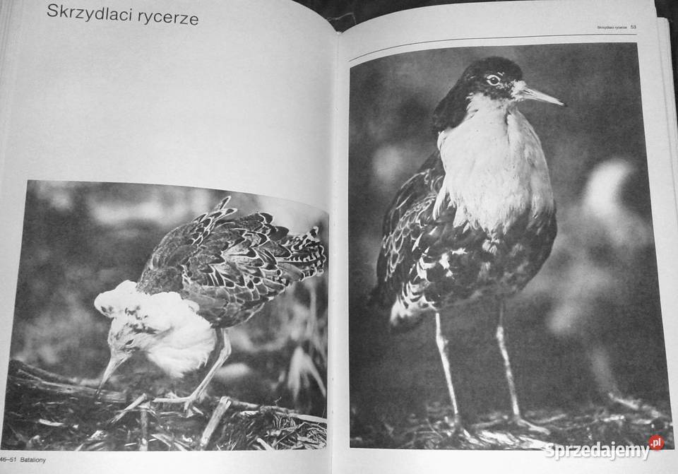 Film i fotografia Włodzimierz Puchalski Kultura i Rozrywka Chełm