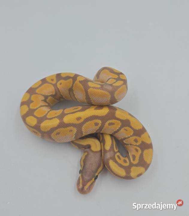 Pyton Królewski Samiec Pastel Banana YB Oleśnica