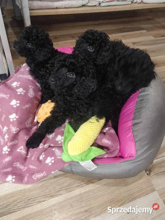 Słodkie szczeniaczki pudel czarny Jordanów