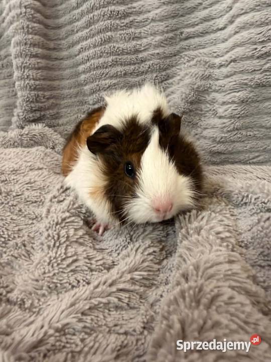 świnka morska cavia domowa SAMICA Koszyce Wielkie