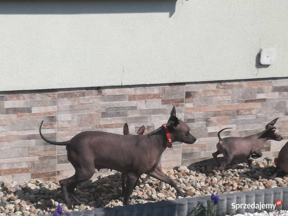 Nagi pies meksykański Pozostałe Radomsko