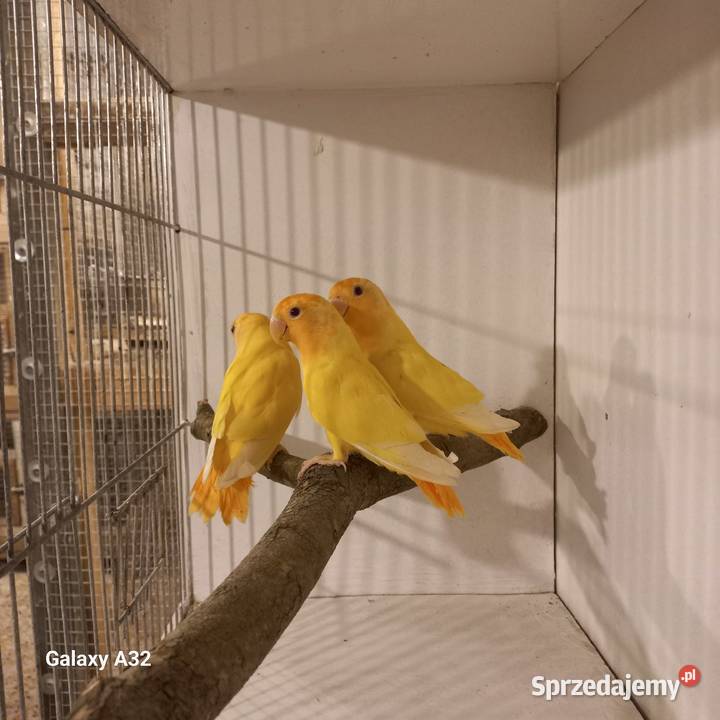 Nierozłączki czerwonoczelne 2025r Ptaki Garwolin