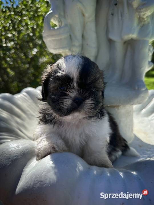 Pieski i Suczki z Rodowodem Limanowa