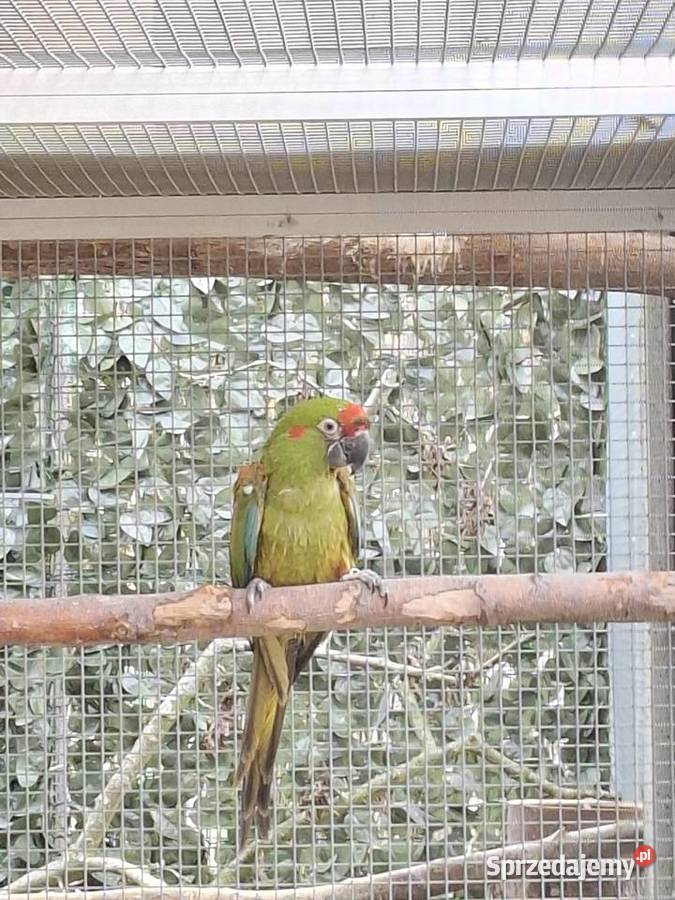 Ara rubrogenys Lipnica Mała