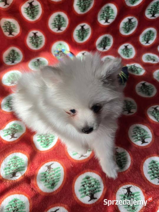 szpic miniaturowy piesek Skalbmierz