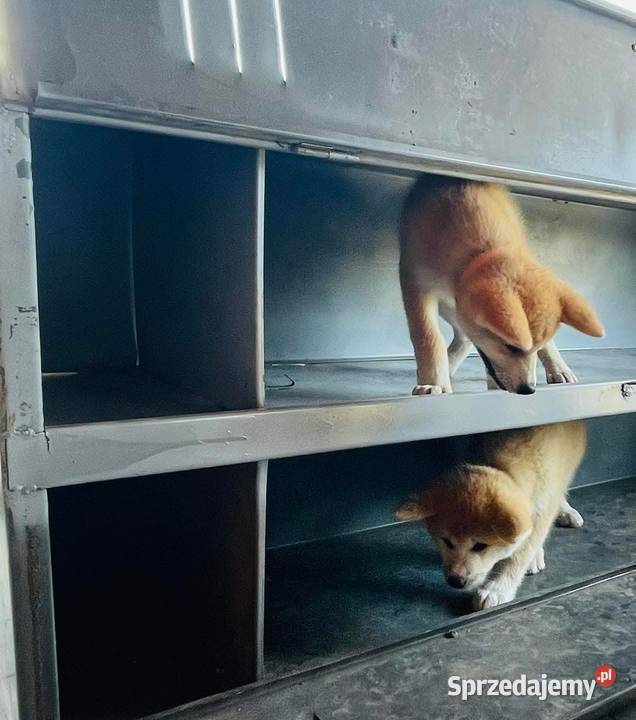 Akita Inu Japońska szczeniaki ZKwPFCI rodowód Płock