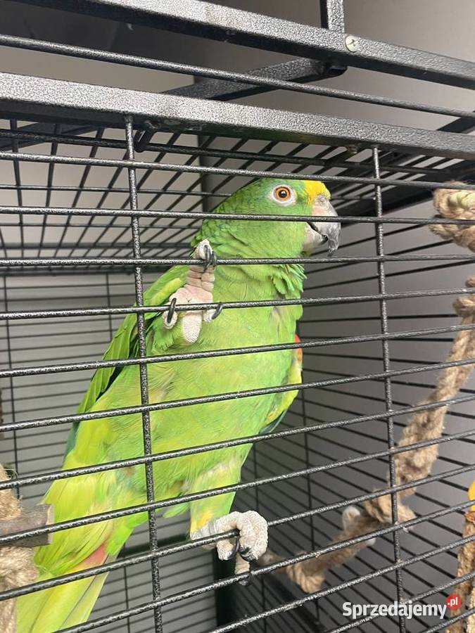 Sprzedam papugę amazonkę żółtogłową dolnośląskie