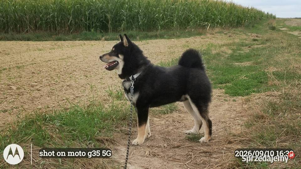 SHIBA INU czteromiesięczny świetny szczeniaczek Bychawka Trzecia
