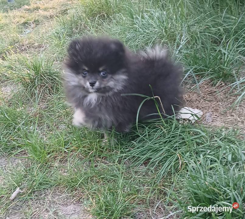 Szpic miniaturowy pomeranian