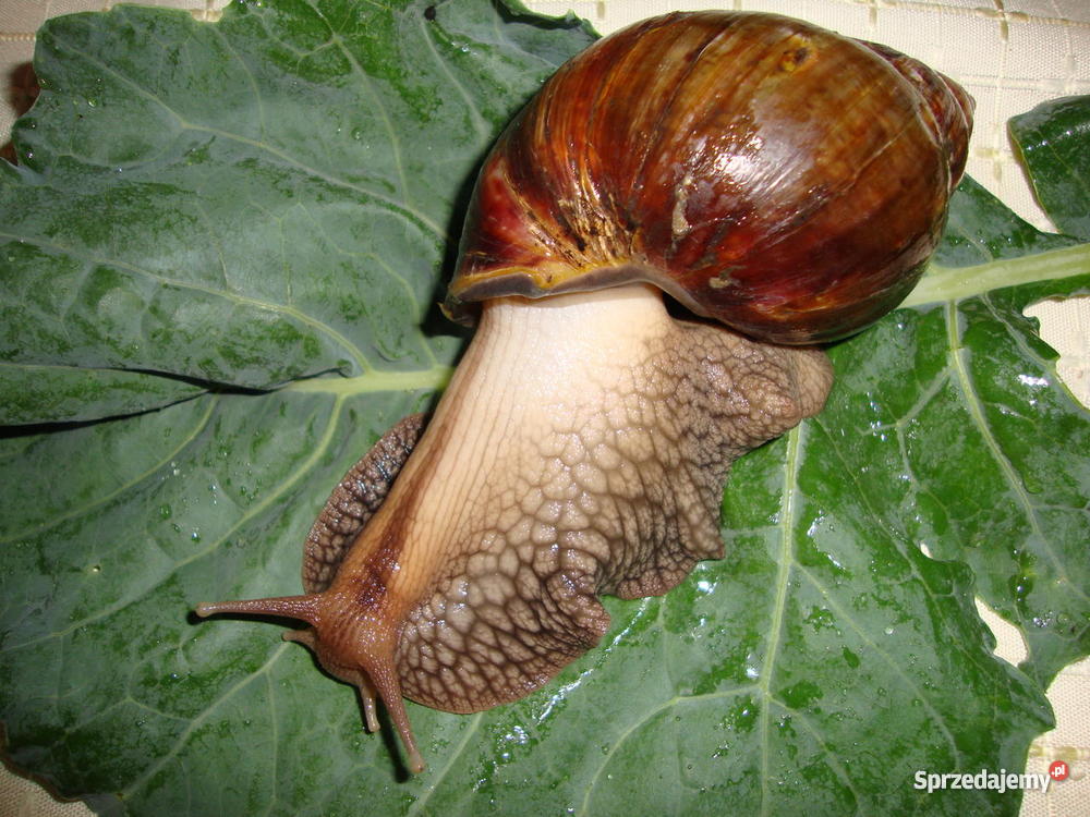 Ślimaki lądowe olbrzymy Achatina fulica Lublin