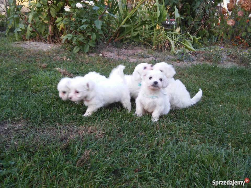 maltańczyki Poznań