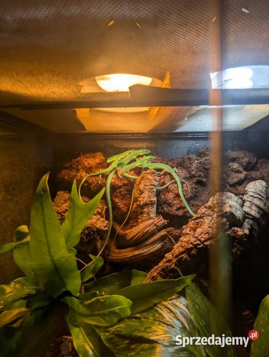 Gastropholis prasina jaszczurka szmaragdową Olsztyn