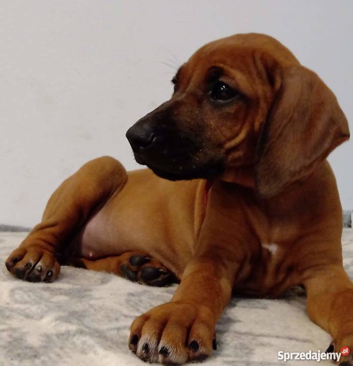 Szczenięta Rhodesian Ridgeback Żabia Wola