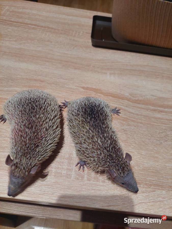 Sprzedam tenerki mniejsze z rodowodem OKAZJA Sosnowiec