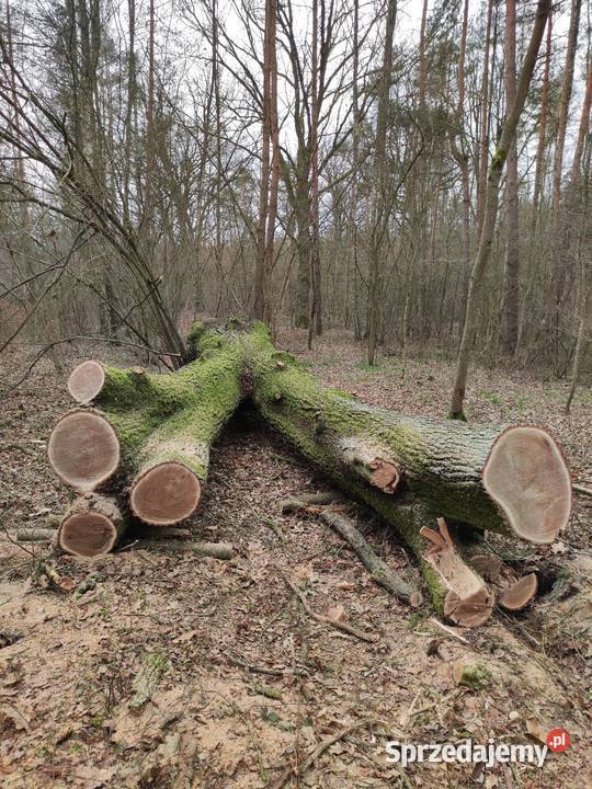 Dąb Rawa Mazowiecka