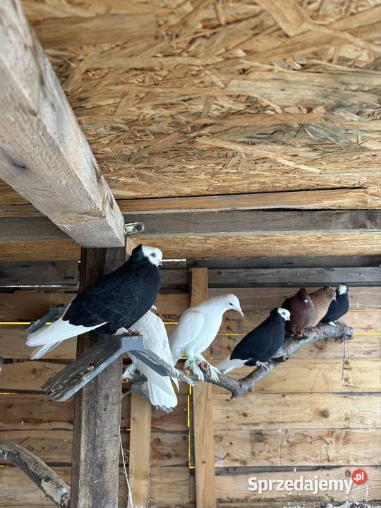 Gołębie ozdobne likwidacja dolnośląskie Strzegom