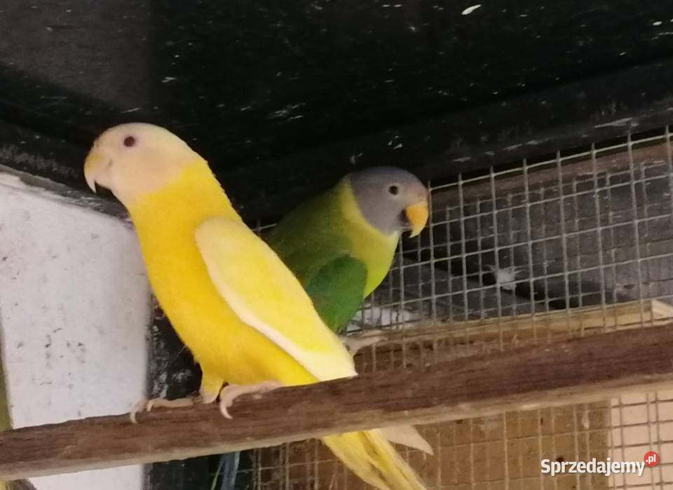 Aleksandretta śliwogłowa lutino Bystra