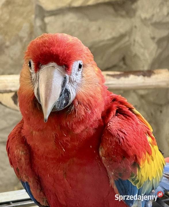 Ara macao samiec 2025 Kraków