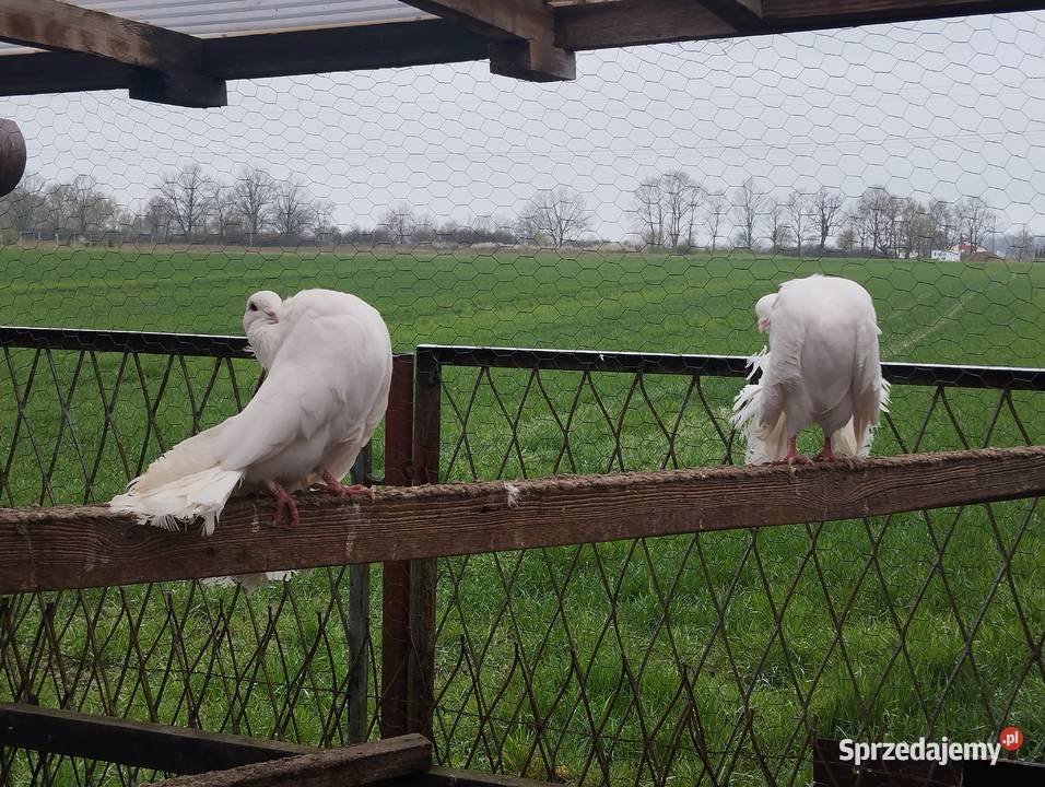 PAWIKI INDYJSKIE pulsujące para Głogów sprzedam