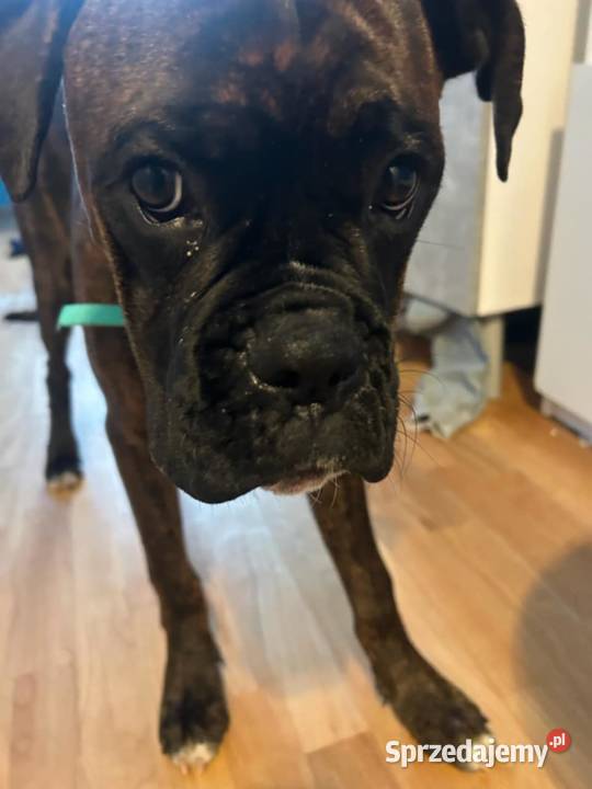 sprzedam psa boksera 6mcy samiec pies sprzedam