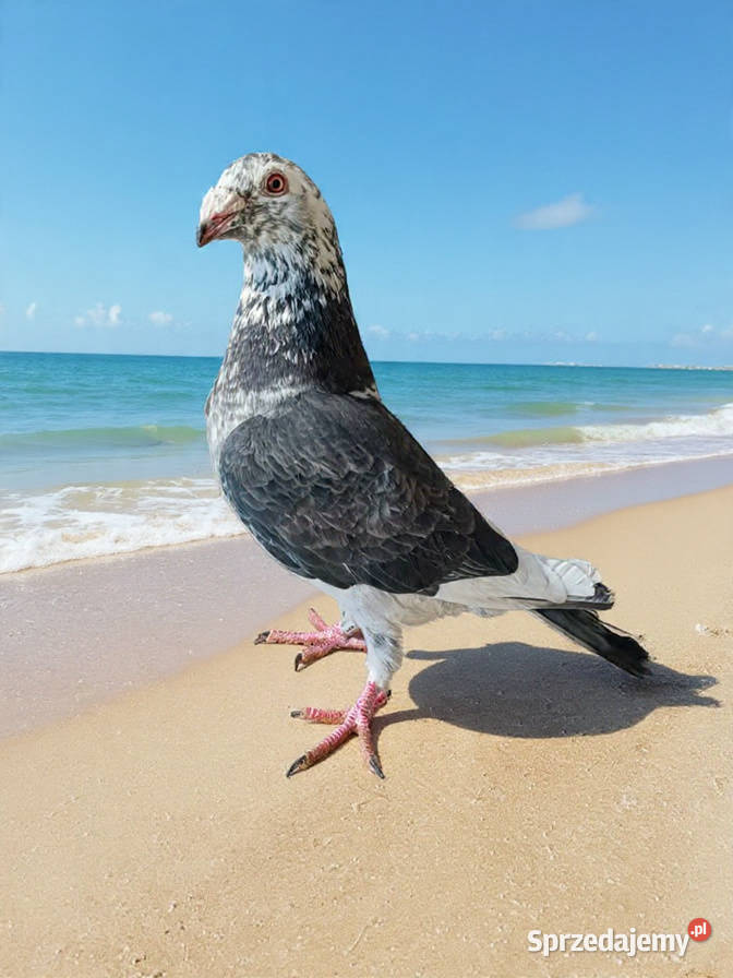 Gołębie Staropolskie i pocztowe Nowy Sącz