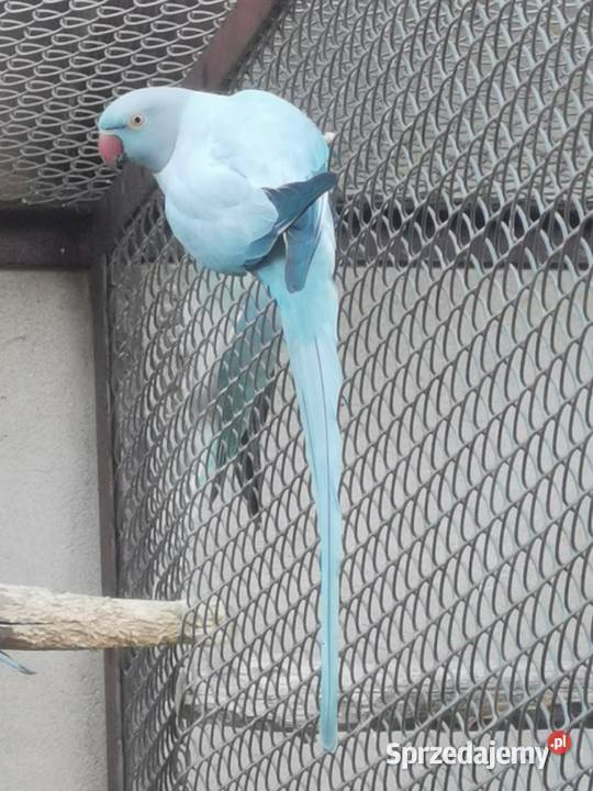 Aleksandretty obrożne Rypin sprzedam