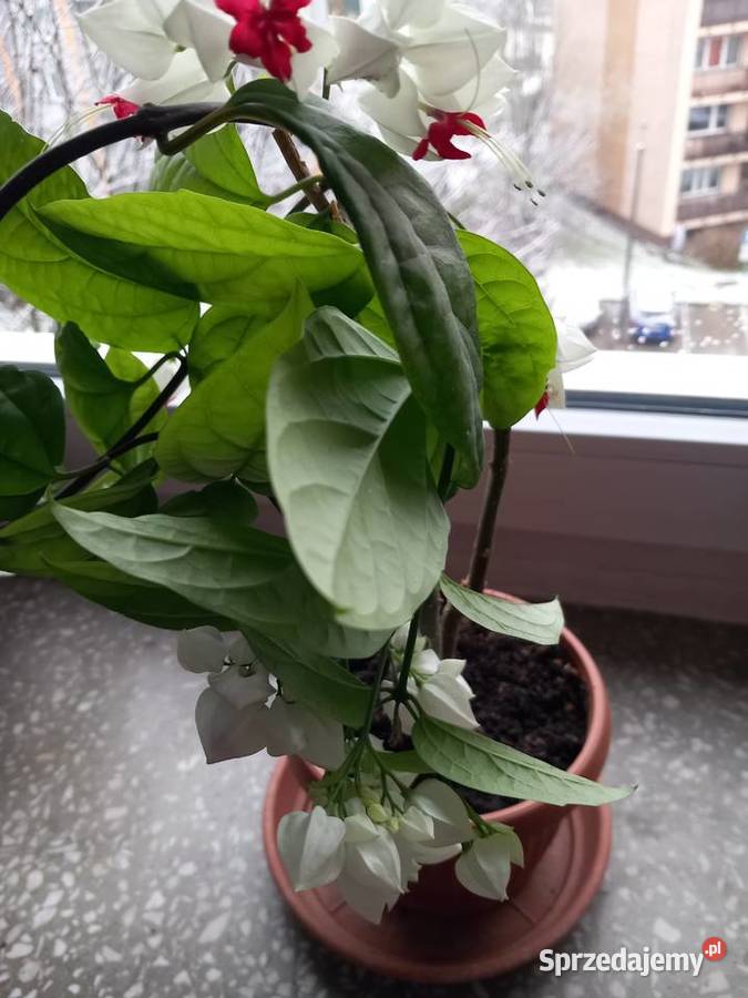 Szczęślin roślina kwitnąca Sosnowiec