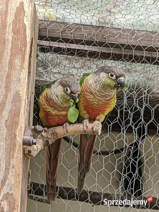 Rozella białolicarudosterki Jazowsko