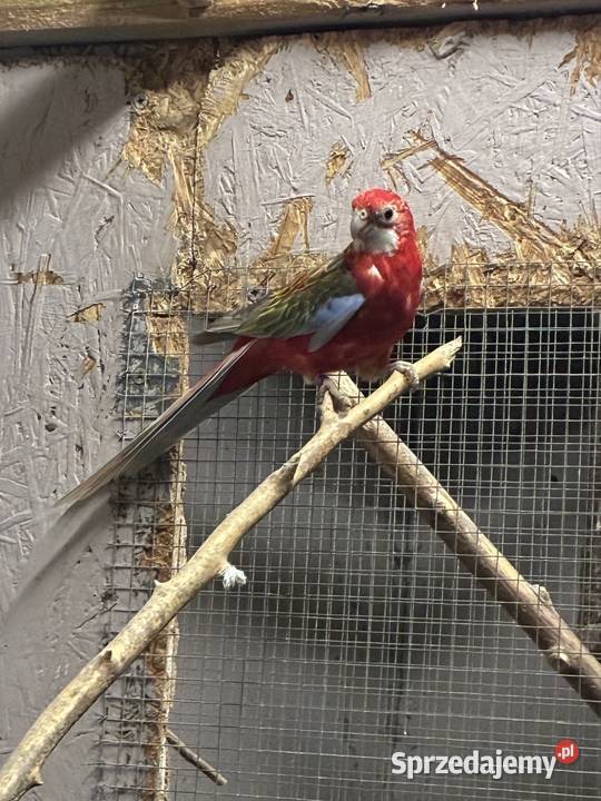 Rozelle białolice para Ptaki Zofiowo