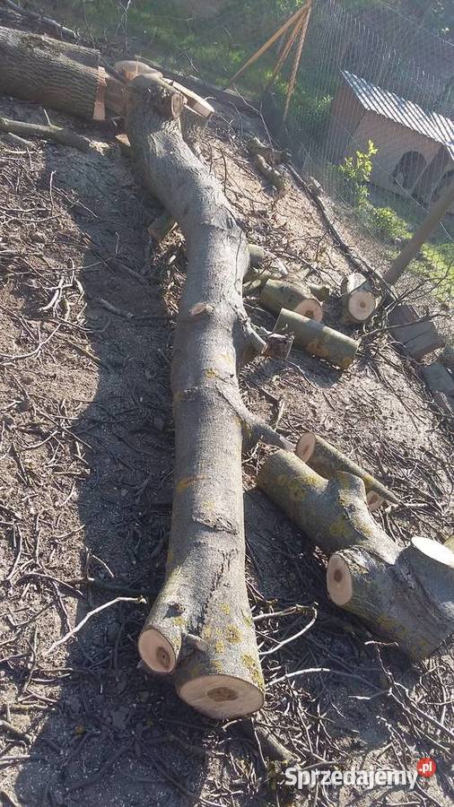 Ścięty orzech sprzedam Gorzyce