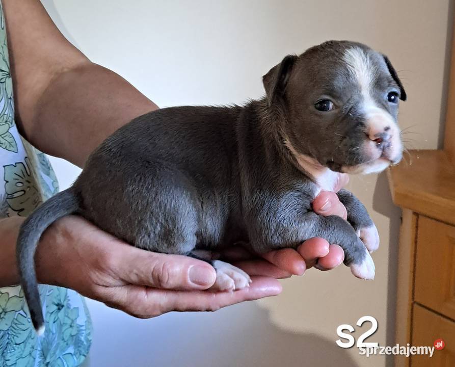 Amstaff ZKWP FCI BLUE śliczna suczka Koziegłowy