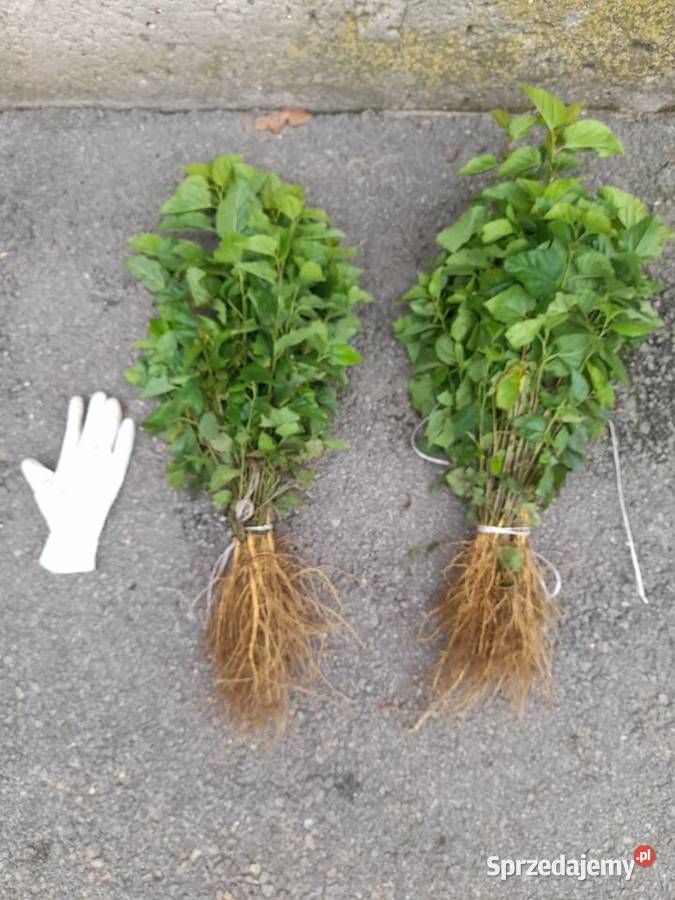 Sadzonki morwy biała czarna hibiskusa i Katalpa Końskowola