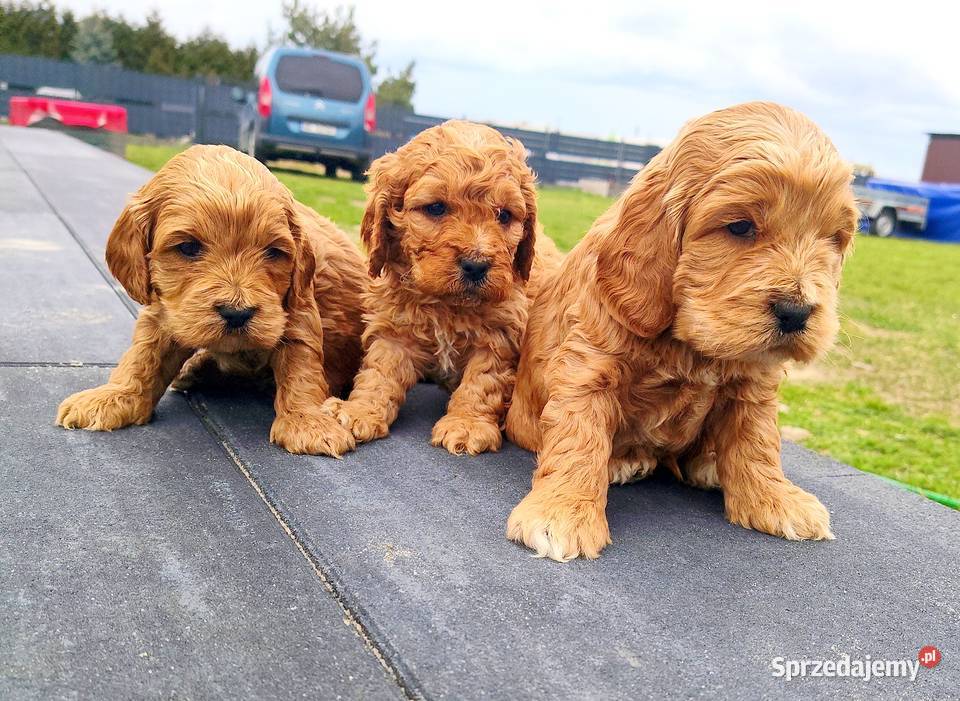 Cockapoo F1 Radom sprzedam