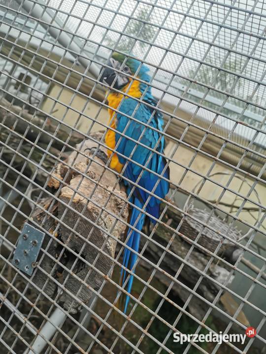 Ara Arauna Samiec 2023r Ary Rauna Buk