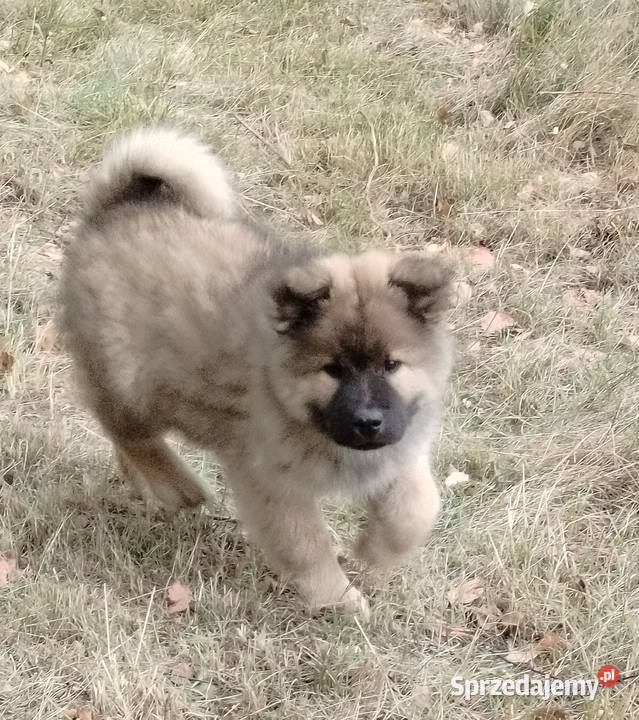 Eurasier szczenie suczka mazowieckie Puszcza Mariańska