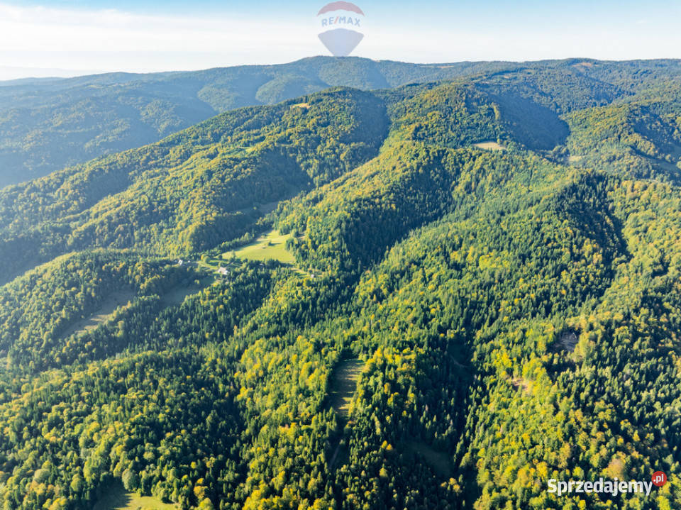Polana w lesie Sprzedaż Harklowa