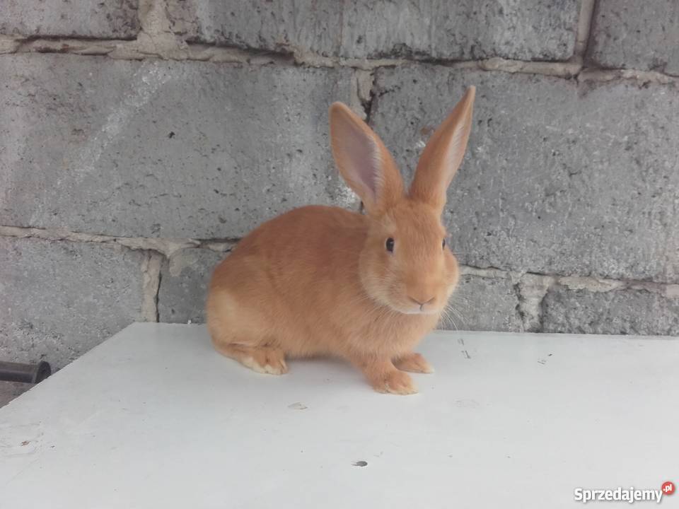 Króliki burgundzki samiczki samczyk Wola Lubecka sprzedam