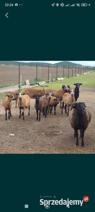 Owce kameruńskie Fanisławiczki