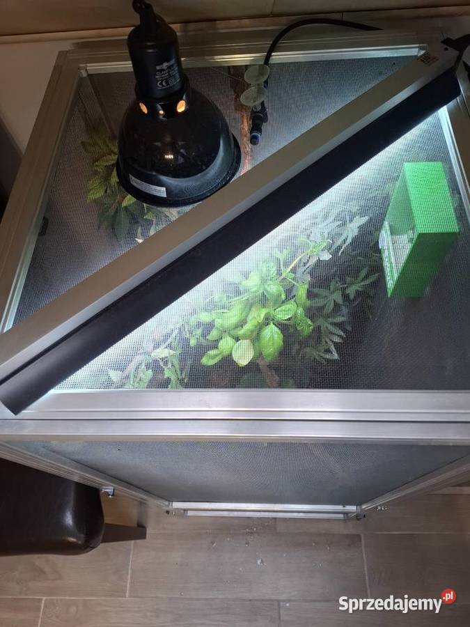 OKAZJA Kameleon z Terrarium zestaw Malanów