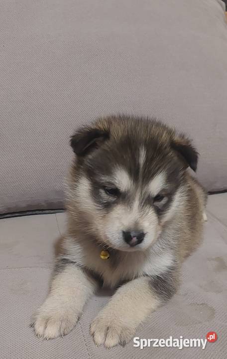 Alaskan Malamute suczka szczeniak Przemyśl