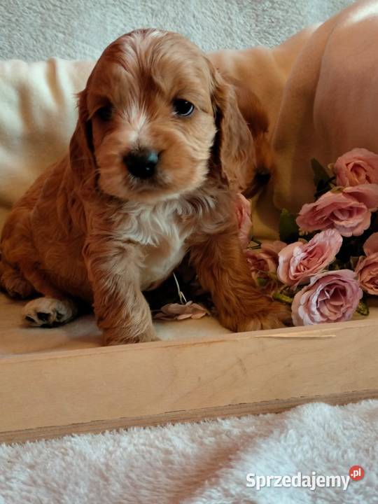 Cockapoo F1 pieski Spaniel Pudel Pozostałe Zwierzęta Toruń