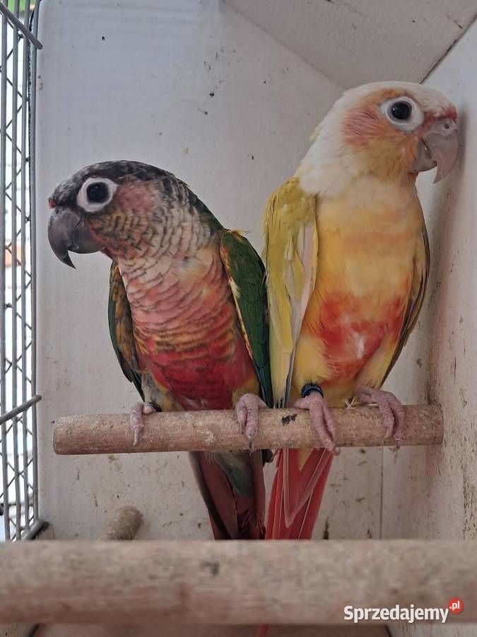 RudosterkaRudosterki Tryńcza