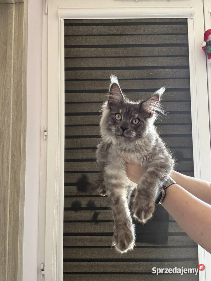 Twój Nowy Przyjaciel Czeka Właśnie Tutaj Maine Coon Łańcut