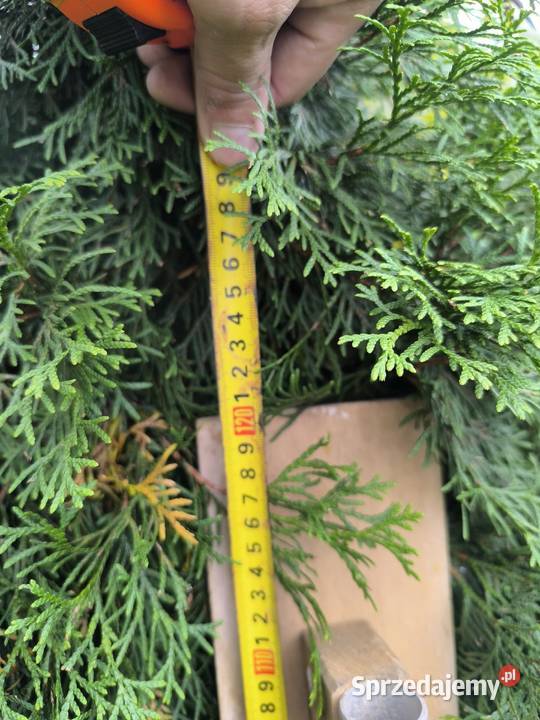 Packa do tynkowania zacierania 120 Bolesławiec