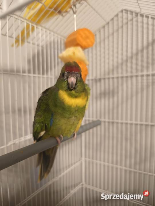 Modrolotki Kozy Ptaki Dąbrowa Górnicza