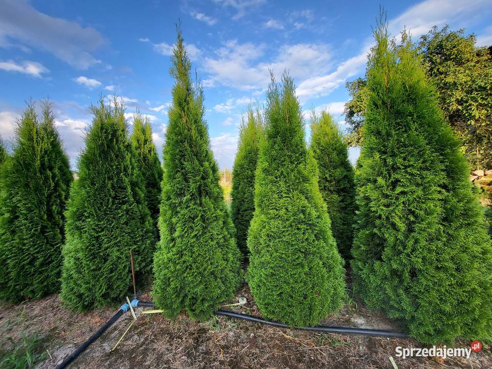 Tuja Tuje Szmaragd 160180 Transport Sadzenie Dom i Ogród Mogielnica