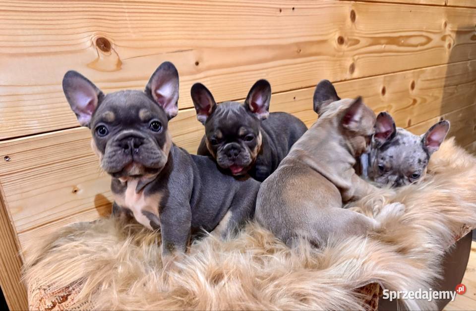 Buldog francuski Komańcza