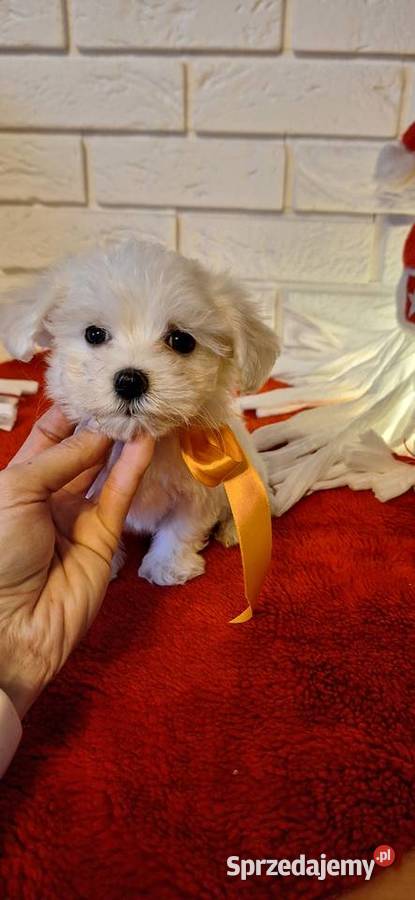 Maltanczyk szczeniak 2 suczki wielkopolskie Gniezno