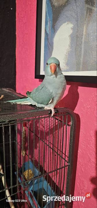 Papuga aleksandrette sprzedam